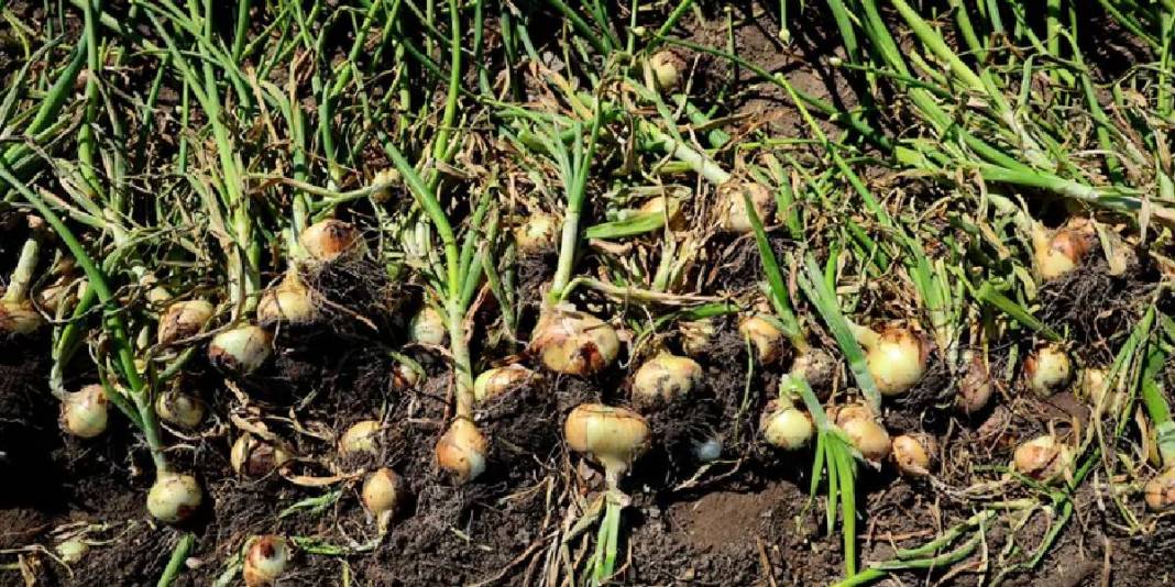 İklim değişikliği hasadı 2 hafta geciktirdi: Kilosunun en az 15 TL olması bekleniyor 2